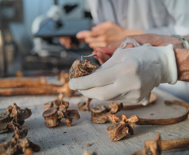 Animal Specimens-min Animal Specimens-min