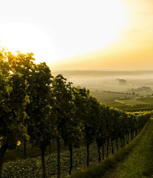 Wineries & Vineyards-min Wineries & Vineyards-min