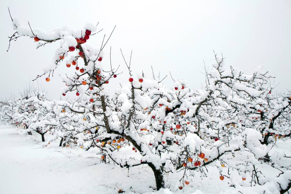 Cold Storage for farms in winters